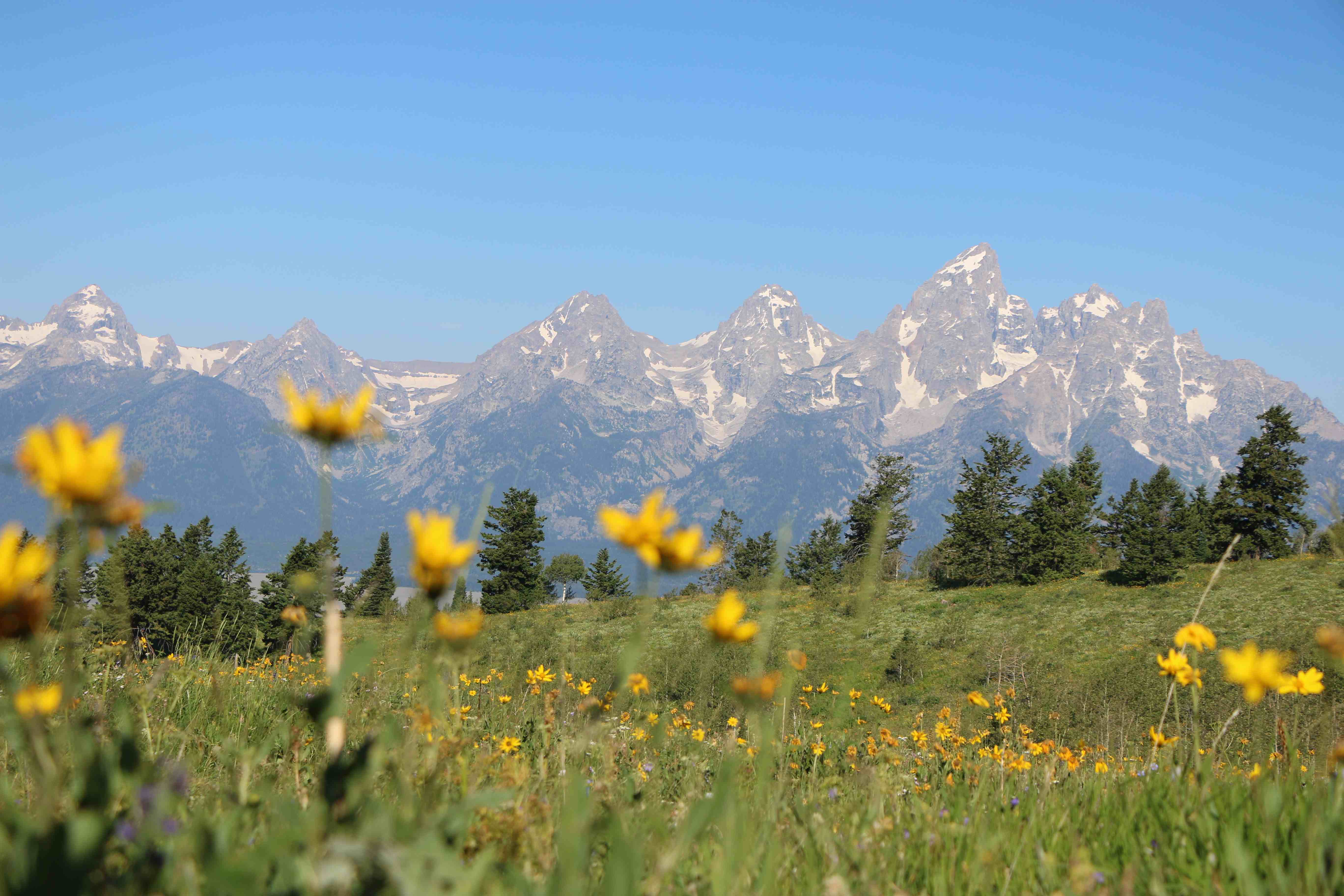 Teton Meadow